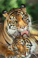 Poster Fotografico Tigri Tigre Mamma con Cucciolo