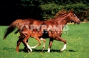 Poster Animali Cavallo con Puledro in Corsa