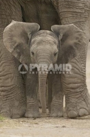 Poster Fotografico Natura e Animali Cucciolo di Elefante Big Ear