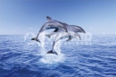 Poster Fotografico Natura e Animali Delfini