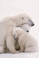Poster Fotografico Natura e Animali Orsi Polari Mamma con Cuccio