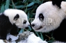 Poster Fotografico Natura e Animali Panda Mamma con Cucciolo